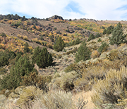 Researchers at the Reynolds Creek CZO site studied mountain big sagebrush.